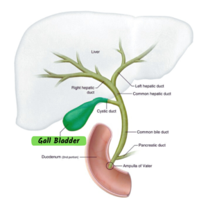 Gall Bladder